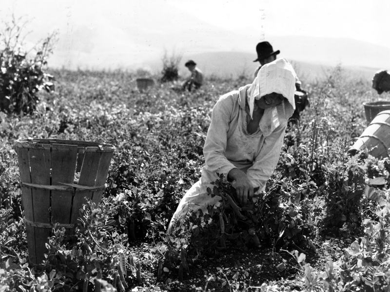 Migratory workers harvesting peas near Nipomo, California